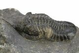 Bargain, Morocconites Trilobite Fossil - Ofaten, Morocco #312770-2